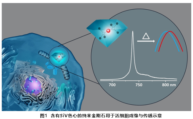 北京量子院在纳米金刚石生物量子传感研究中取得新进展