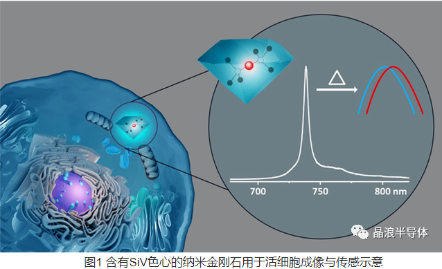 纳米金刚石生物量子传感研究进展
